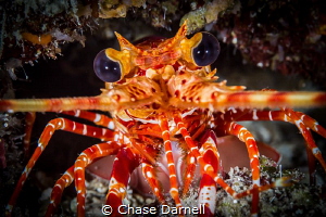 "Look into my Eyes"
A close up of a Lobster in the swim ... by Chase Darnell 